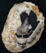 Petrified Wood End Cut - Sweet Home, Oregon #16749-1